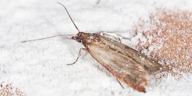 Pantry Moths
