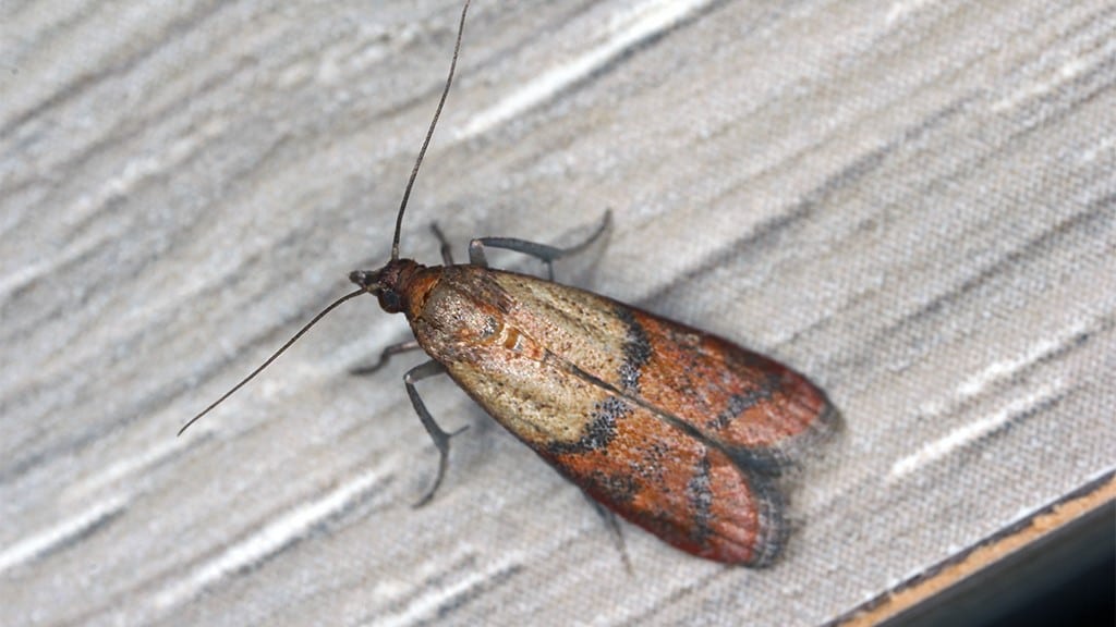 Pantry Moths