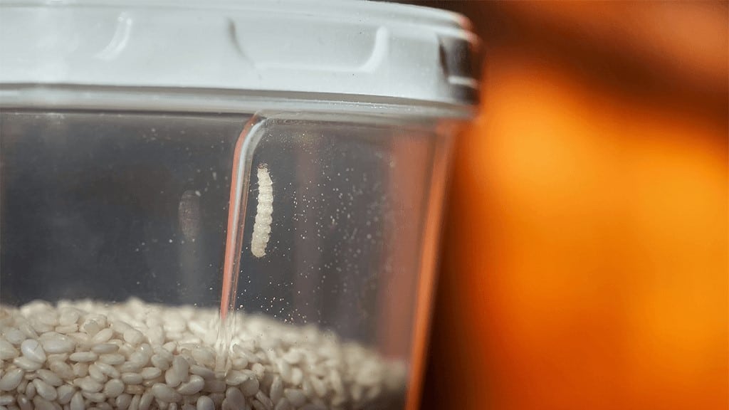 Pantry Moths