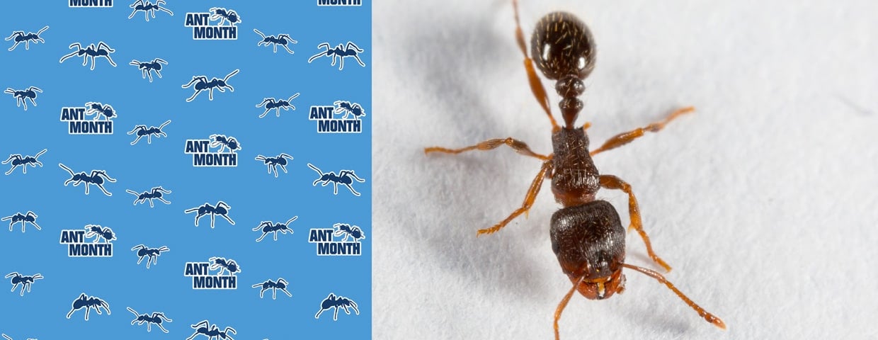 Pavement Ants