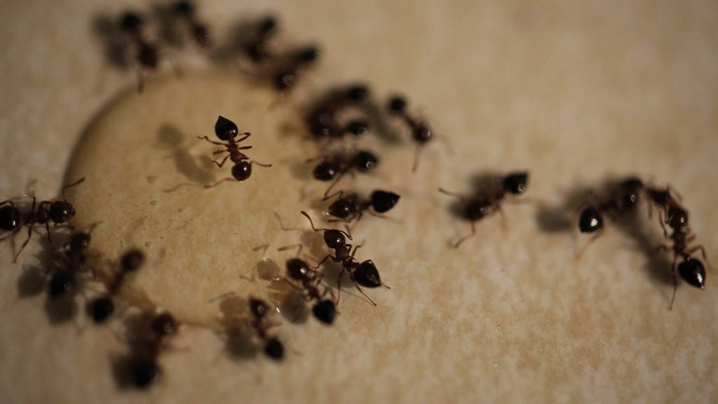 Pavement Ants
