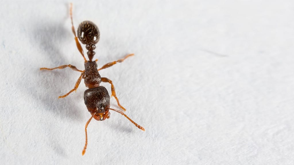 Pavement Ants