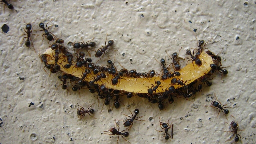 Pavement Ants