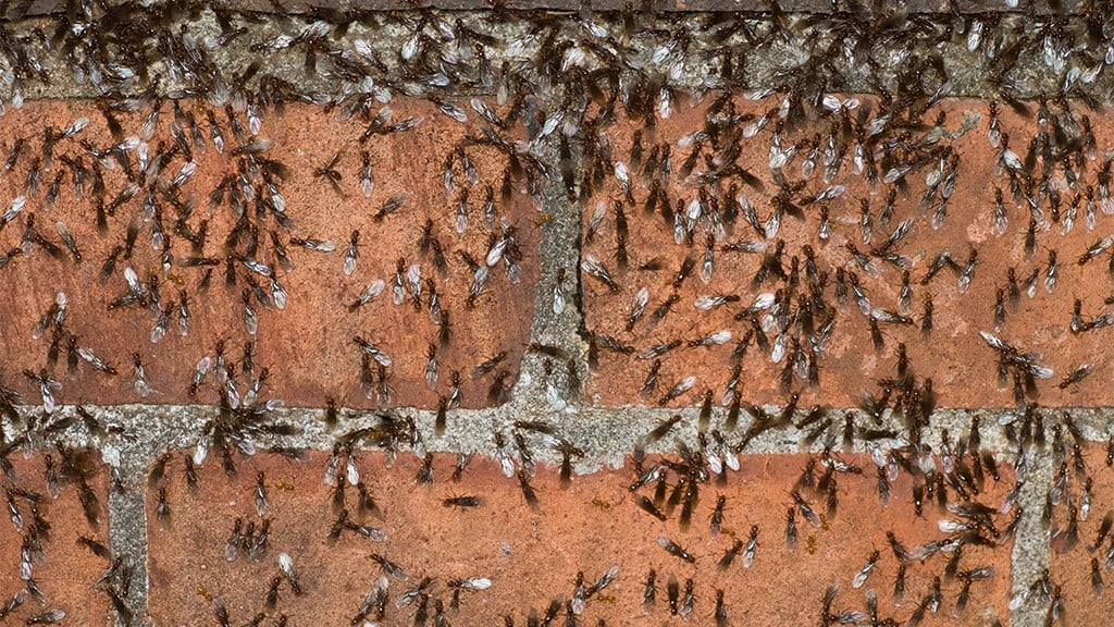 Pavement Ants