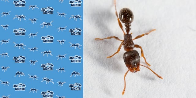 Pavement Ants