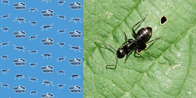Argentine Ants