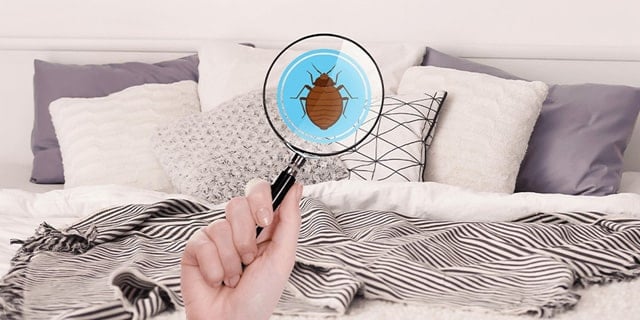 Bedbugs