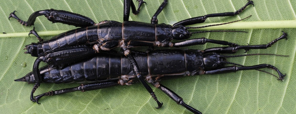 Tree Lobster