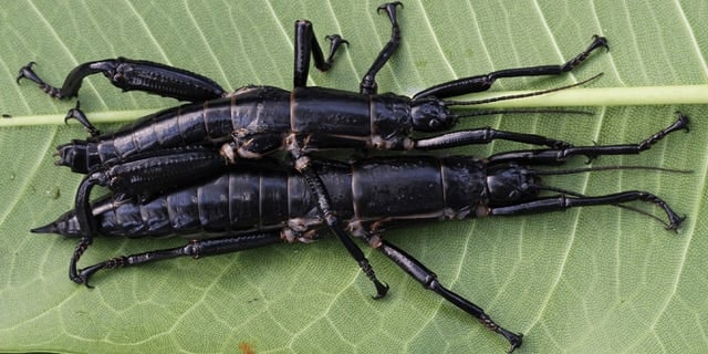 Tree Lobster