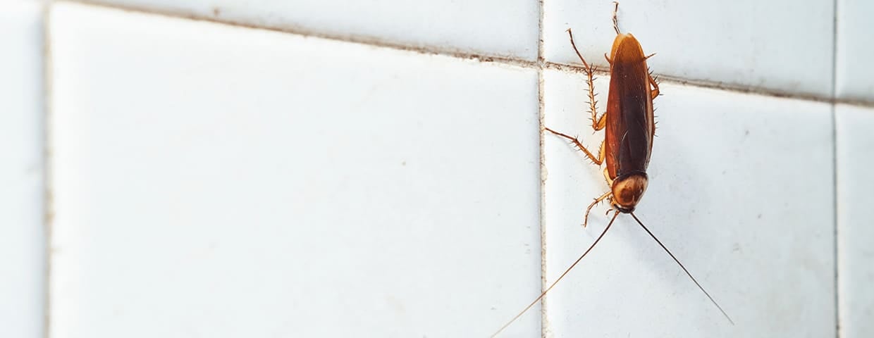 closeup of cockroach crawling on tile wall in bathroom