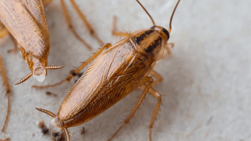 German Cockroach