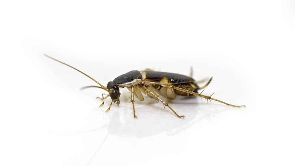 closeup of a black cockroach on a white background