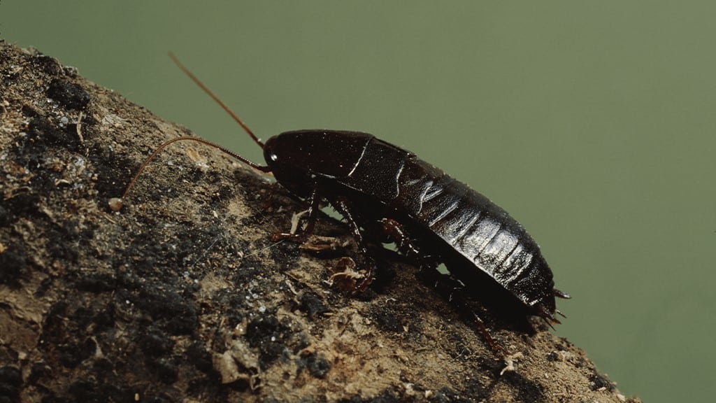 black cockroach sitting on a tree