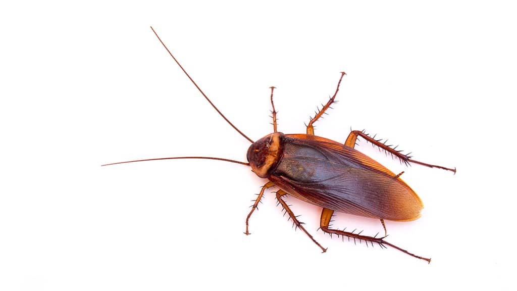 Cockroach on a white background