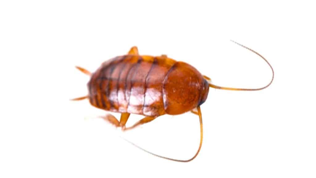 closeup of a cockroach on a white background