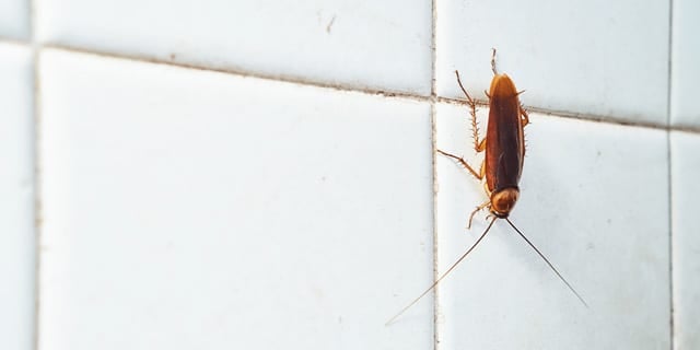 A brown cockroach crawls on a white tiled wall, positioned near the grout lines. The insect is clearly visible with long antennae and legs, highlighting a common household pest problem.