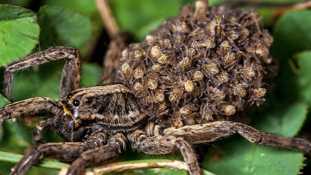 Wolf Spider