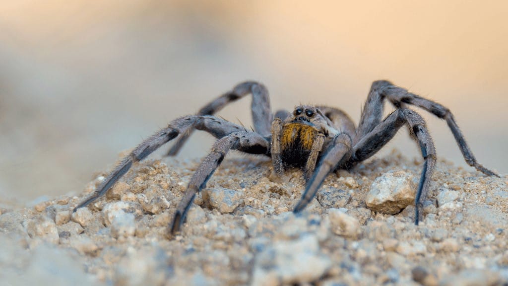 Wolf Spider