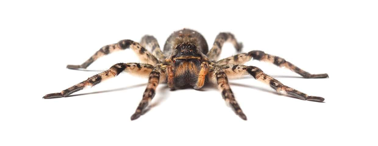 Wolf Spider
