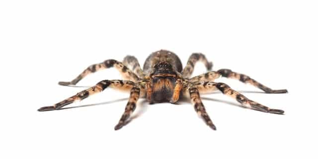 Wolf Spider