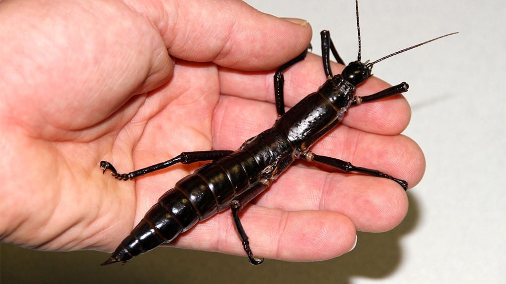 Tree Lobster