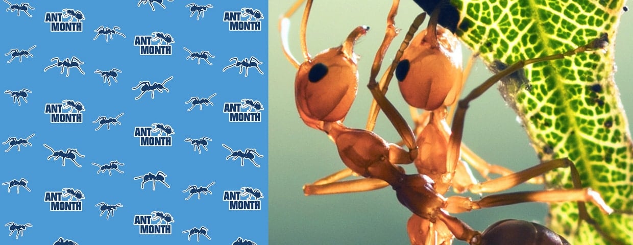 Fire Ants