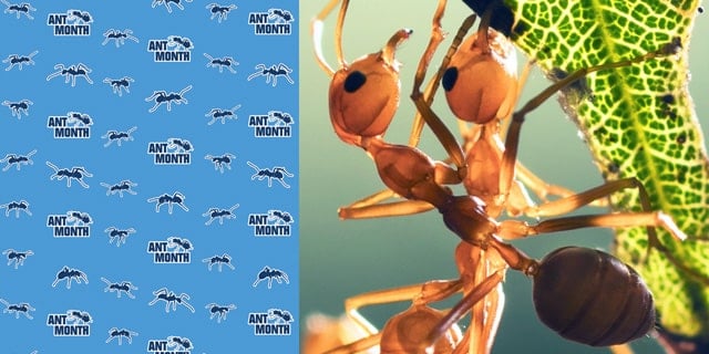 Fire Ants