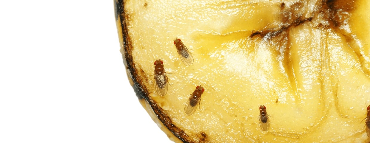 Fruit Flies