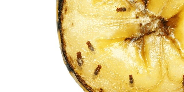 Fruit Flies