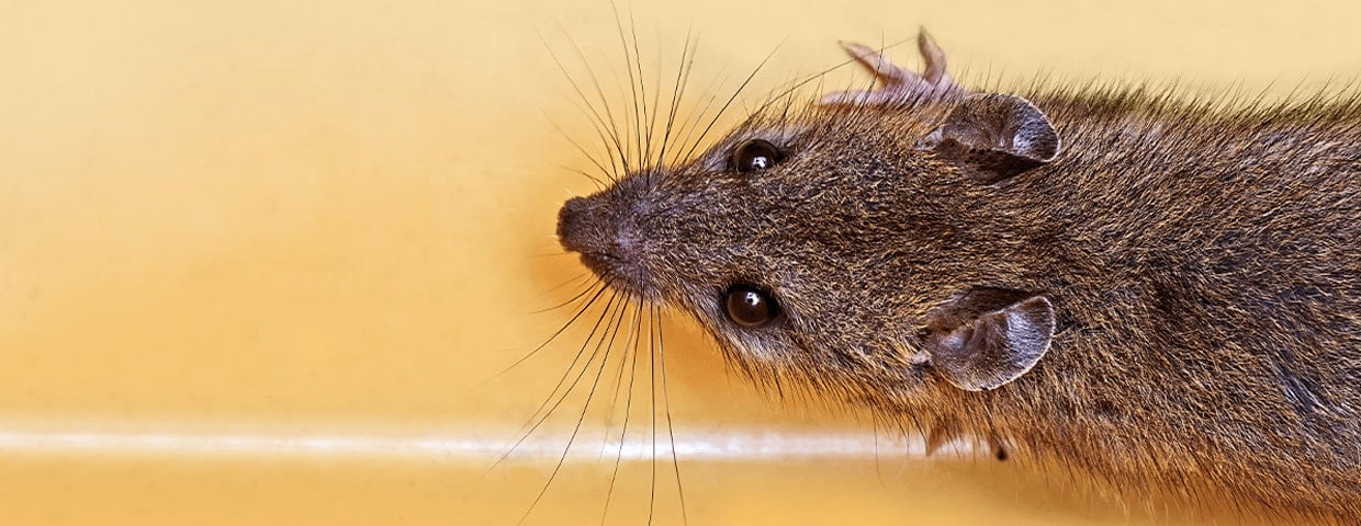 Mice and Rats - The Differences