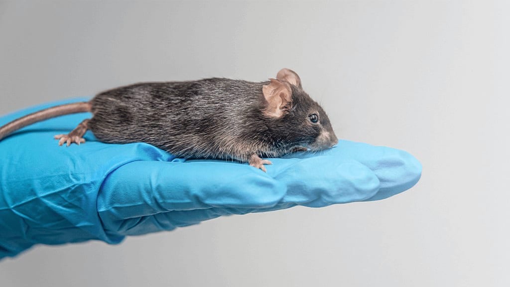 Mice and Rats - The Differences