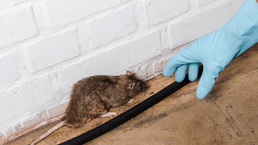 Mice and Rats - The Differences