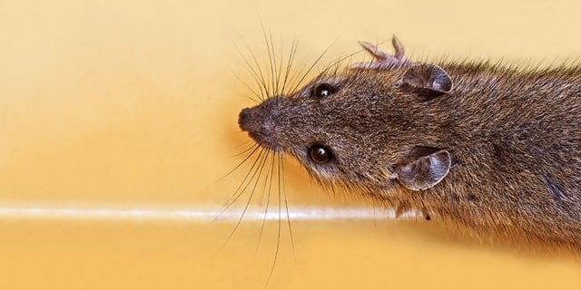 Mice and Rats - The Differences
