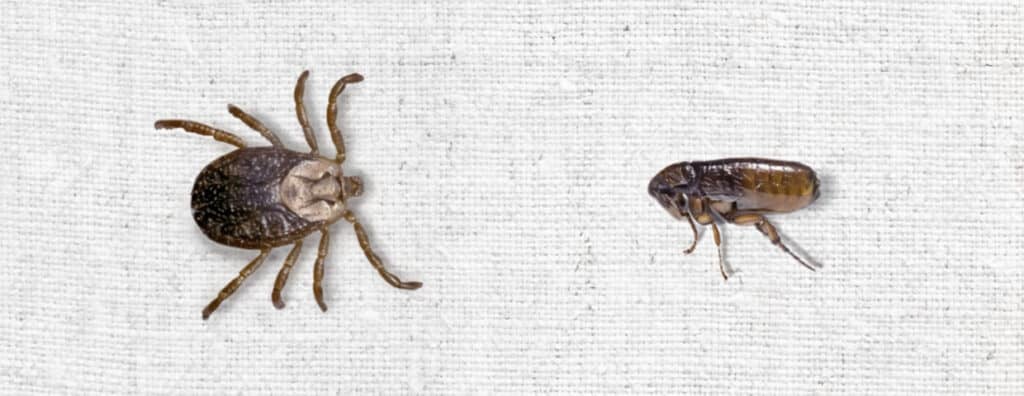 Fleas Vs Ticks