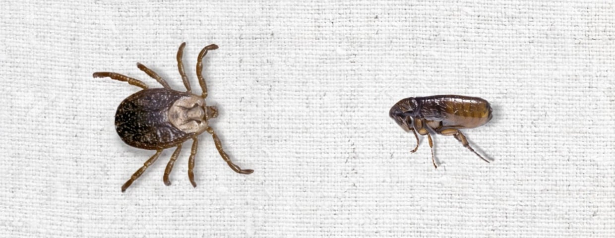 Fleas Vs Ticks