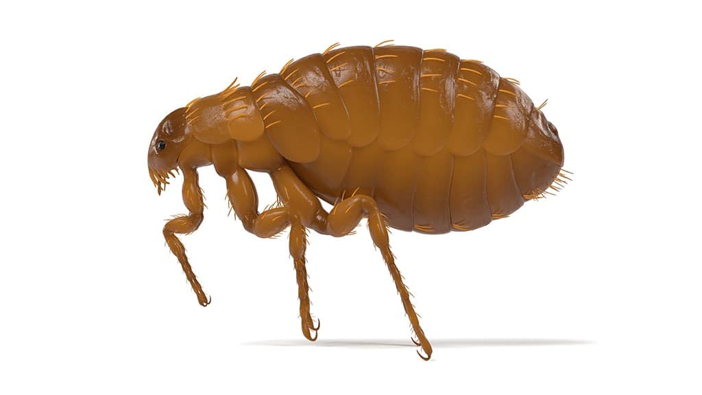 Fleas Vs Ticks