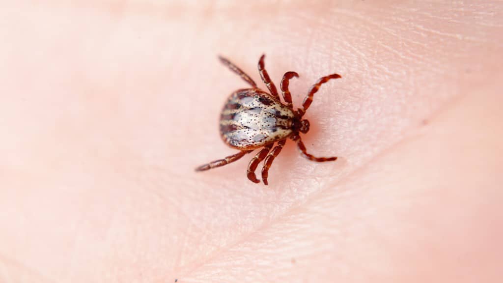 Fleas Vs Ticks