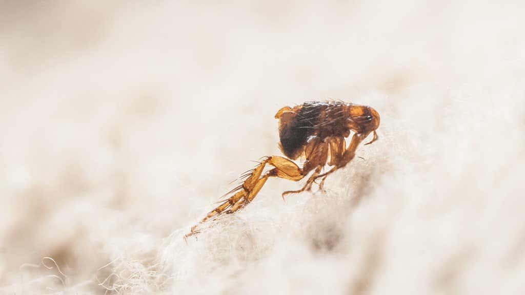 Fleas Vs Ticks