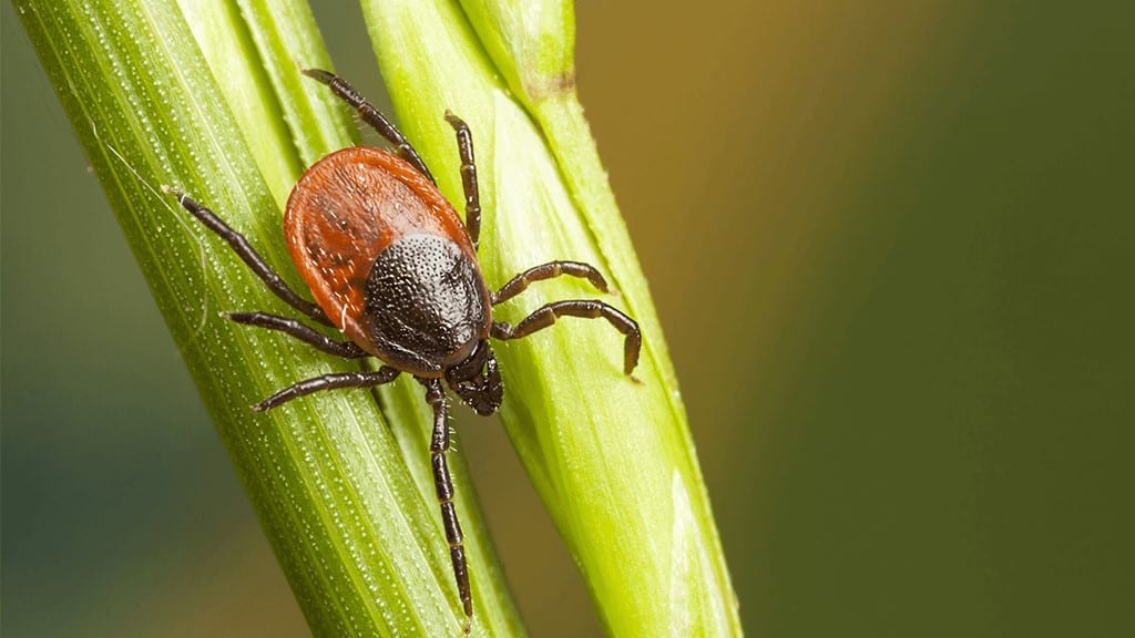 Fleas Vs Ticks
