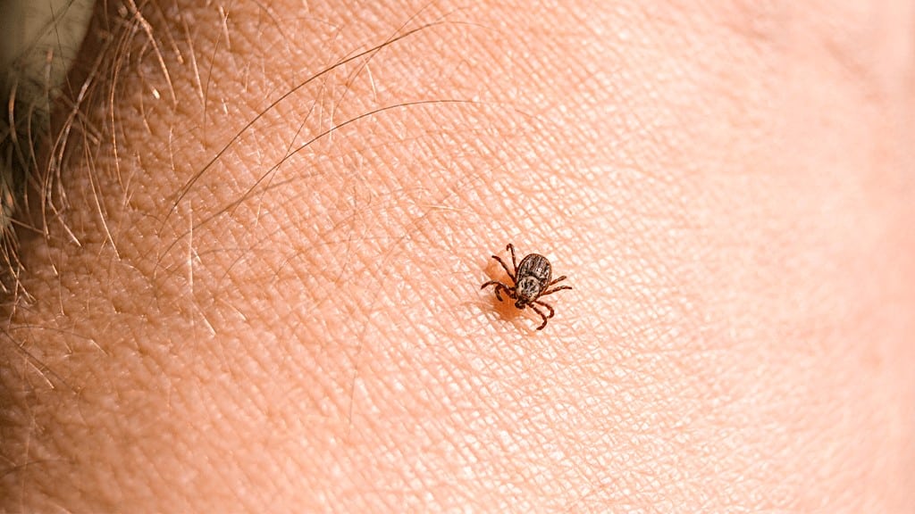 Fleas Vs Ticks