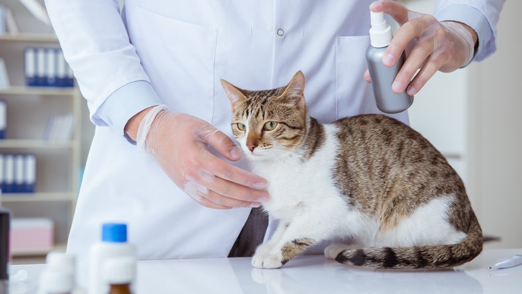 Fleas Vs Ticks