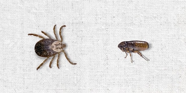 Fleas Vs Ticks