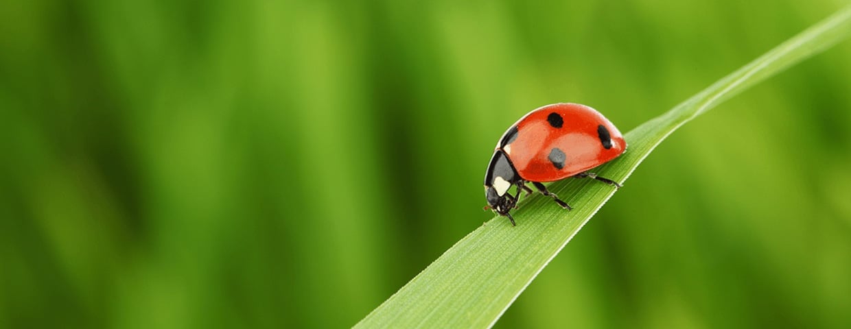 All About Ladybugs