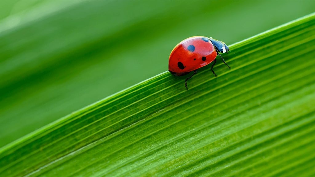 All About Ladybugs