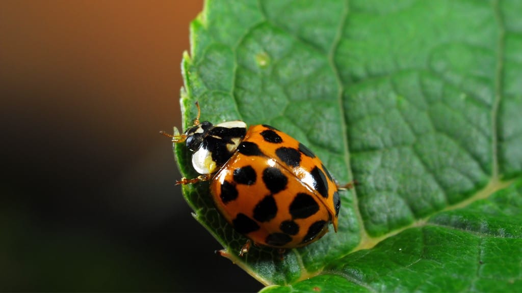 Asian Lady Beetle