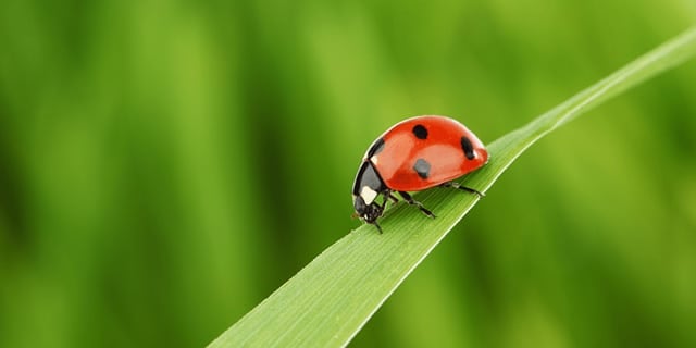 All About Ladybugs