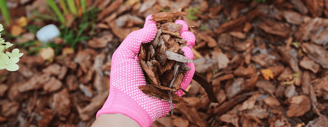 Mulch Infestations