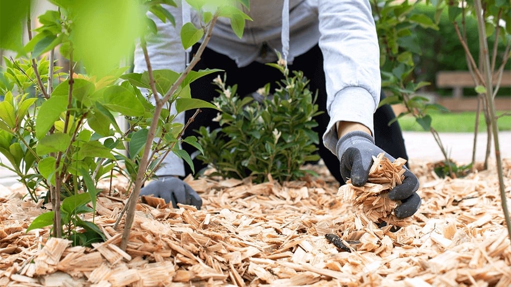 Mulch Infestations