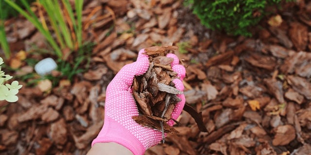 Mulch Infestations