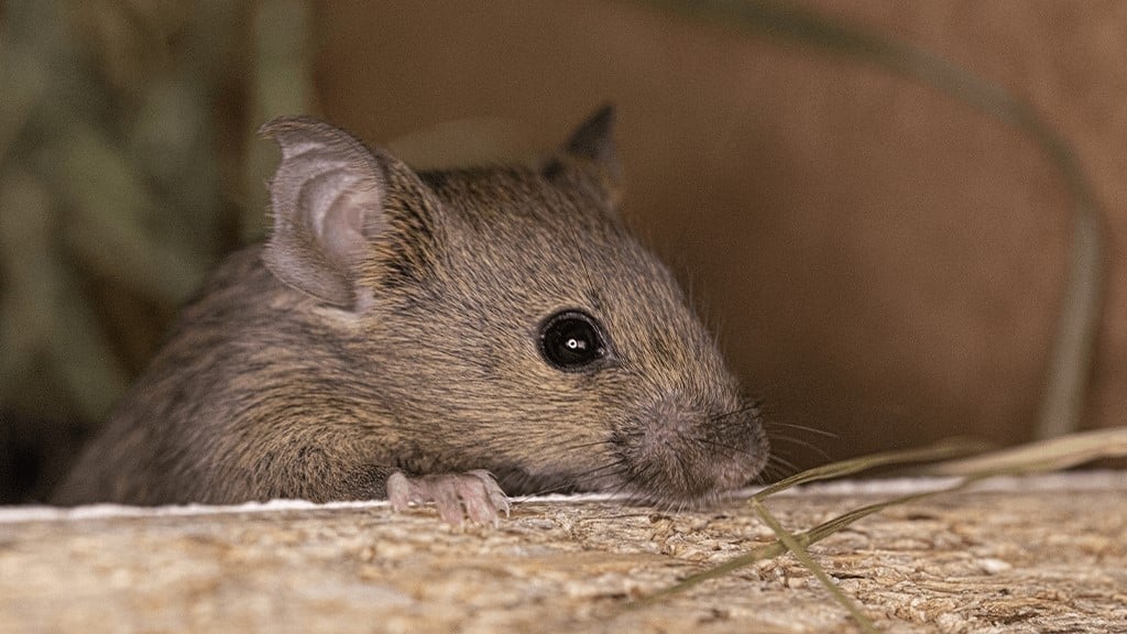 Pest-Proof Your Attic
